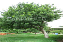 Commiphora caudata var. caudata
